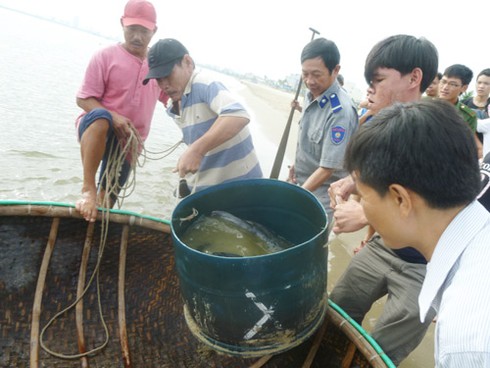 Ly kỳ chuyện ngư dân Đà Nẵng bắt được... hải cẩu! - ảnh 19
