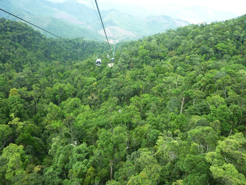 Đà Nẵng cảnh báo về Công ty CP phát triển rừng Toàn Cầu - ảnh 1