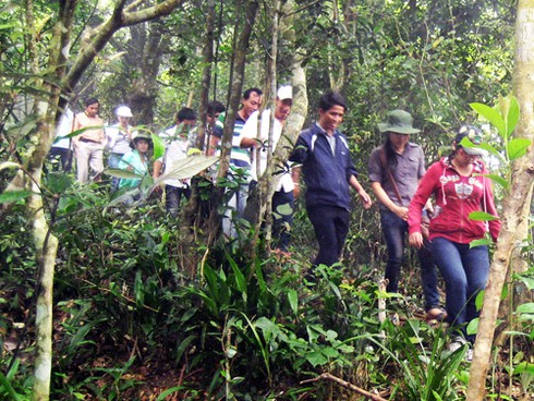 Đà Nẵng: Vứt tàn thuốc, đốt vàng mã gây… cháy rừng - ảnh 1