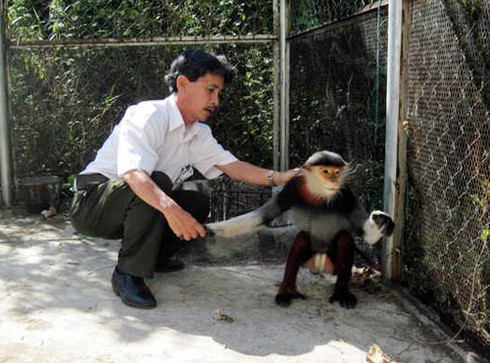 Đà Nẵng: Cứu hộ cá thể voọc vá chân nâu quý hiếm - ảnh 1