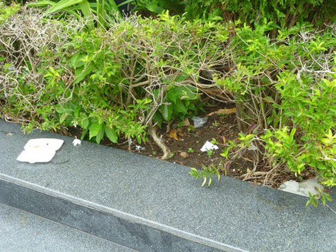 Vườn tượng ở “phòng khách” Đà Nẵng đầy rác! - ảnh 13