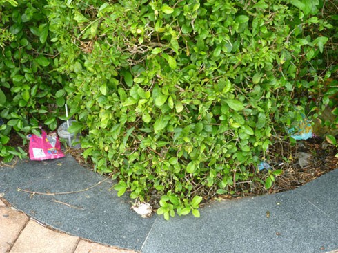 Vườn tượng ở “phòng khách” Đà Nẵng đầy rác! - ảnh 15