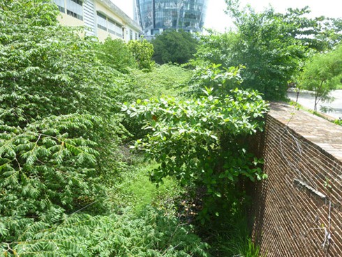 Đà Nẵng: Chặt bỏ cây dại, cải tạo cảnh quan di tích Thành Điện Hải - ảnh 1