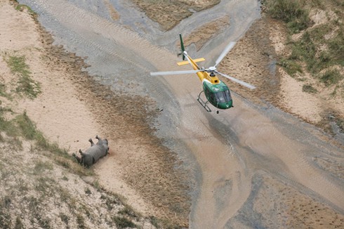 Diva Hồng Nhung sốc nặng trước xác tê giác vừa bị giết - ảnh 1