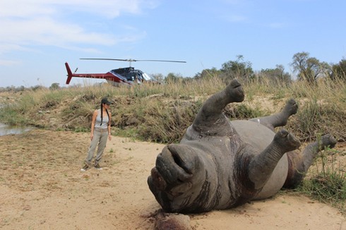 Diva Hồng Nhung sốc nặng trước xác tê giác vừa bị giết - ảnh 2