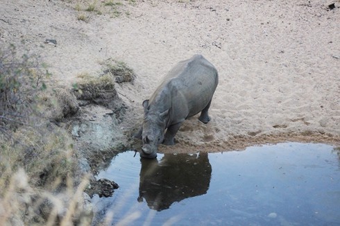 Diva Hồng Nhung sốc nặng trước xác tê giác vừa bị giết - ảnh 3