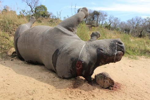 Diva Hồng Nhung sốc nặng trước xác tê giác vừa bị giết - ảnh 5