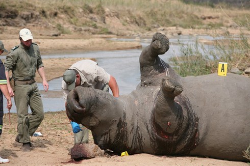 Diva Hồng Nhung sốc nặng trước xác tê giác vừa bị giết - ảnh 8