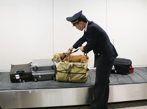 Liên tiếp phát hiện tiền chất ma túy gửi qua Úc