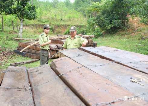 Đà Nẵng: Tạm đình chỉ 7 cán bộ liên quan vụ phá rừng Cà Nhông - ảnh 1