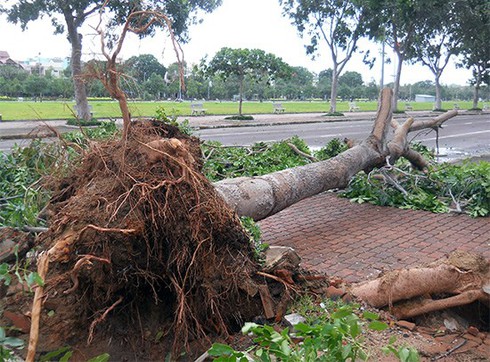 Bình Định, Phú Yên đề nghị hỗ trợ 117 tỉ khắc phục hậu quả bão số 4 - ảnh 1