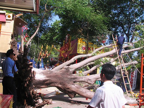 Đà Nẵng: Chặt hạ, di dời cây xanh công cộng cổ thụ phải được Chủ tịch TP đồng ý - ảnh 1