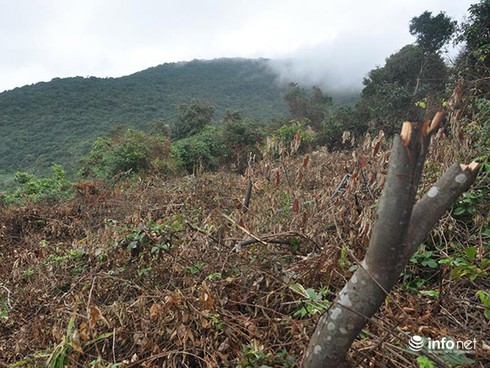 Đà Nẵng: Vụ “phá rừng” ở Sơn Trà chỉ là phát quang cây bụi, dây leo? - ảnh 1