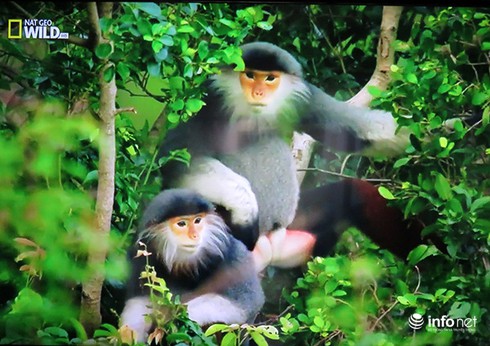 Đà Nẵng nên tặng quà lưu niệm gì cho các nhà lãnh đạo tham dự APEC 2017? - ảnh 1