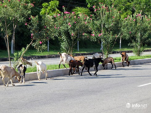 Đà Nẵng: Dê thả rông trên tuyến đường du lịch, vận tải container - ảnh 2