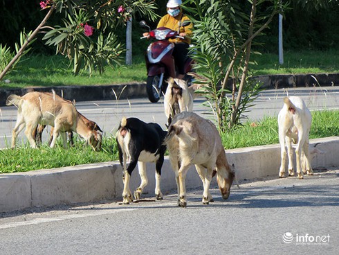 Đà Nẵng: Dê thả rông trên tuyến đường du lịch, vận tải container - ảnh 3
