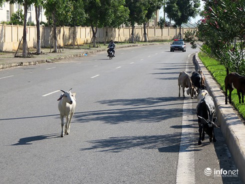 Đà Nẵng: Dê thả rông trên tuyến đường du lịch, vận tải container - ảnh 4