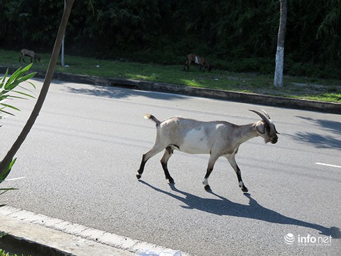 Đà Nẵng: Dê thả rông trên tuyến đường du lịch, vận tải container - ảnh 5