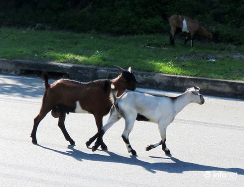 Đà Nẵng: Dê thả rông trên tuyến đường du lịch, vận tải container - ảnh 6