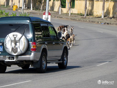 Đà Nẵng: Dê thả rông trên tuyến đường du lịch, vận tải container - ảnh 8