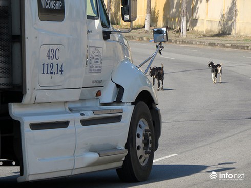 Đà Nẵng: Dê thả rông trên tuyến đường du lịch, vận tải container - ảnh 9