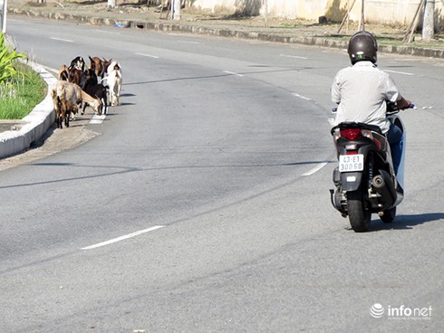 Đà Nẵng: Dê thả rông trên tuyến đường du lịch, vận tải container - ảnh 10