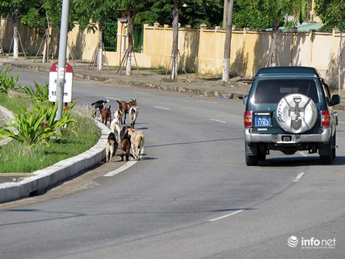 Đà Nẵng: Dê thả rông trên tuyến đường du lịch, vận tải container - ảnh 11