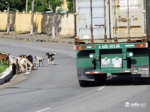 Đà Nẵng: Dê thả rông trên tuyến đường du lịch, vận tải container - ảnh 12