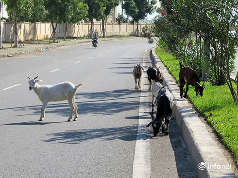 Đà Nẵng: Dê thả rông trên tuyến đường du lịch, vận tải container - ảnh 1