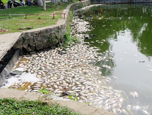 Đà Nẵng: Xác định bước đầu nguyên nhân cá chết dày đặc ở hồ Công viên 29/3 - ảnh 1
