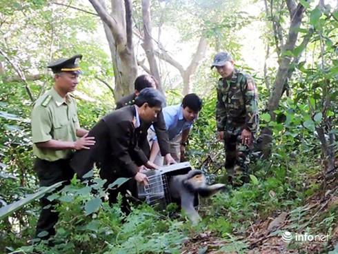 Đà Nẵng: “Nữ hoàng linh trưởng” ở bán đảo Sơn Trà tăng thêm hàng trăm cá thể - ảnh 2