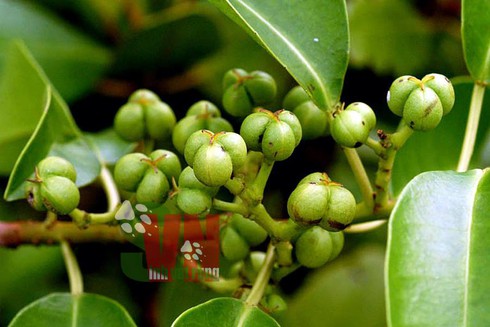 Loài cây gây sẩy thai,