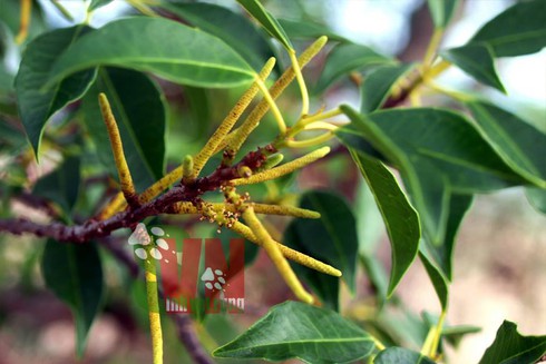 Loài cây gây sẩy thai,