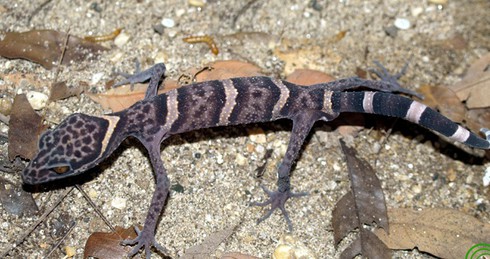 “Nữ hoàng” thạch sùng mắt to, chân dài đẹp từng chi tiết - ảnh 1