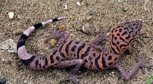 “Nữ hoàng” thạch sùng mắt to, chân dài đẹp từng chi tiết - ảnh 2