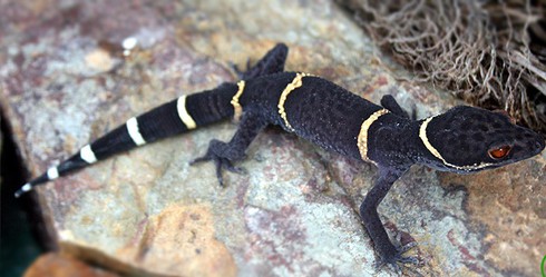 “Nữ hoàng” thạch sùng mắt to, chân dài đẹp từng chi tiết - ảnh 4