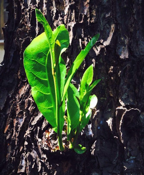 Tiếc thương một văn hoá được thực hành theo nghĩa “đen” - ảnh 1