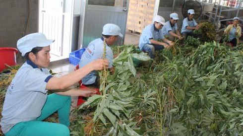 lá dứa, lá khoái mì