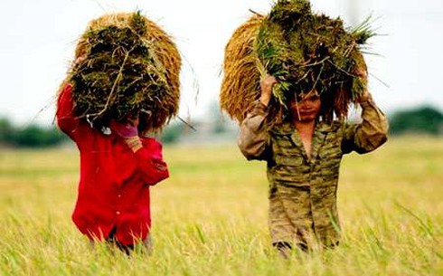 nông nghiệp Việt nam