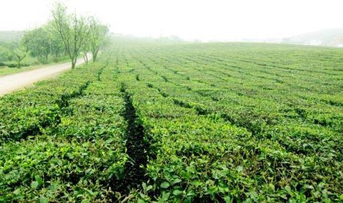 Khối lượng chè xuất khẩu có khả năng suy giảm trung bình 3,9%/năm