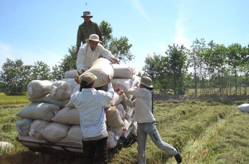 lúa gạo xuất khẩu
