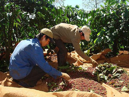 Thu hoạch cà phê tại Đắk Lắk
