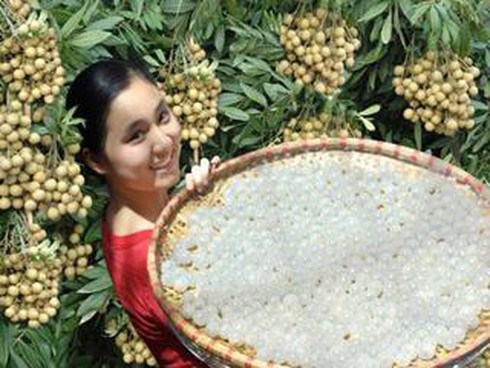 Thương hiệu nhãn lồng Hưng Yên, biết đến bao giờ ?