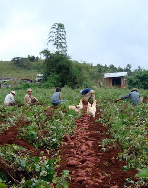 Khoai lang Đăk Buk So