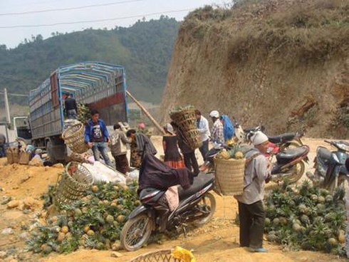 Thu gom dứa xuất bán sang Trung Quốc tại Lào Cai.