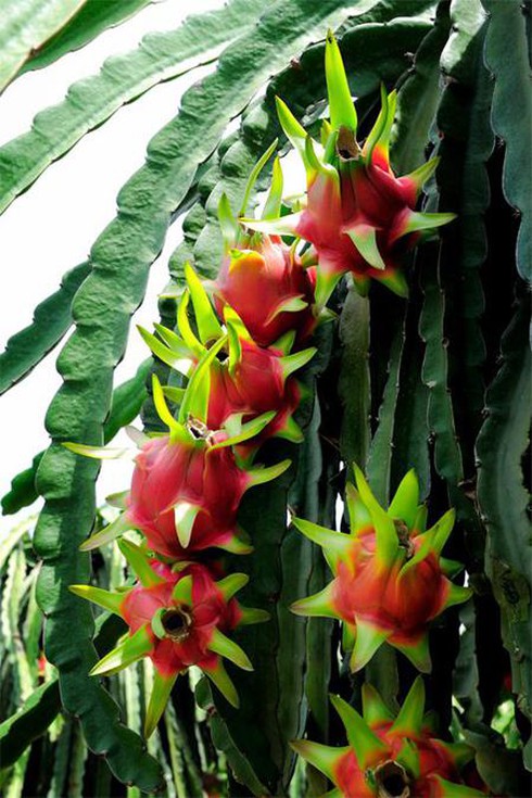 Thanh long Bình Thuận đã được cấp Giấy chứng nhận đăng ký chỉ dẫn địa lý