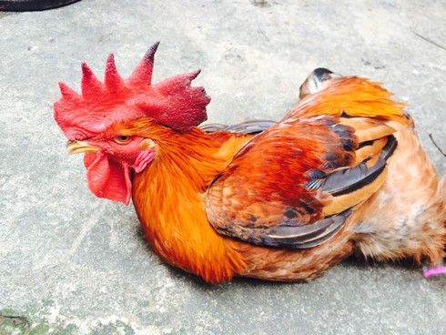 Mẹ chồng suýt ngất khi nhận gà cúng Giao thừa của dâu mới - ảnh 1