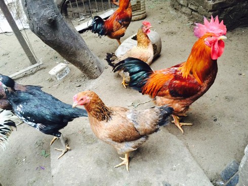 Mẹ chồng suýt ngất khi nhận gà cúng Giao thừa của dâu mới - ảnh 2