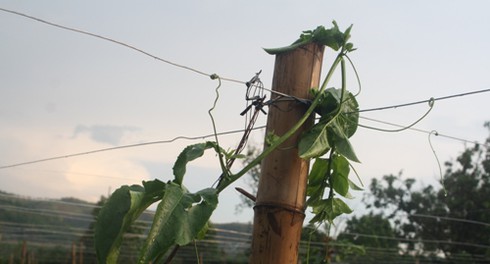 Gia Lai: Mưa đá kèm lốc xoáy khiến nhiều nhà tốc mái, cây đổ ngổn ngang - ảnh 2