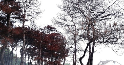 Gia Lai: Thông bất ngờ chết hàng loạt, nghi bị đổ hóa chất - ảnh 1